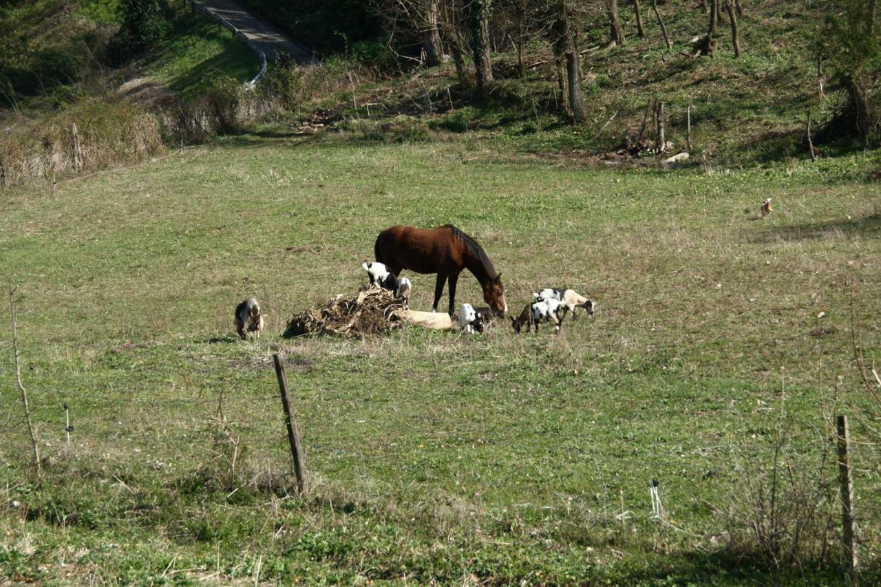 Agriturismo "La Fondazza" Imola Ngoại thất bức ảnh